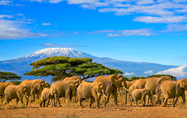 Bild Mount Kenia und Elefanten.